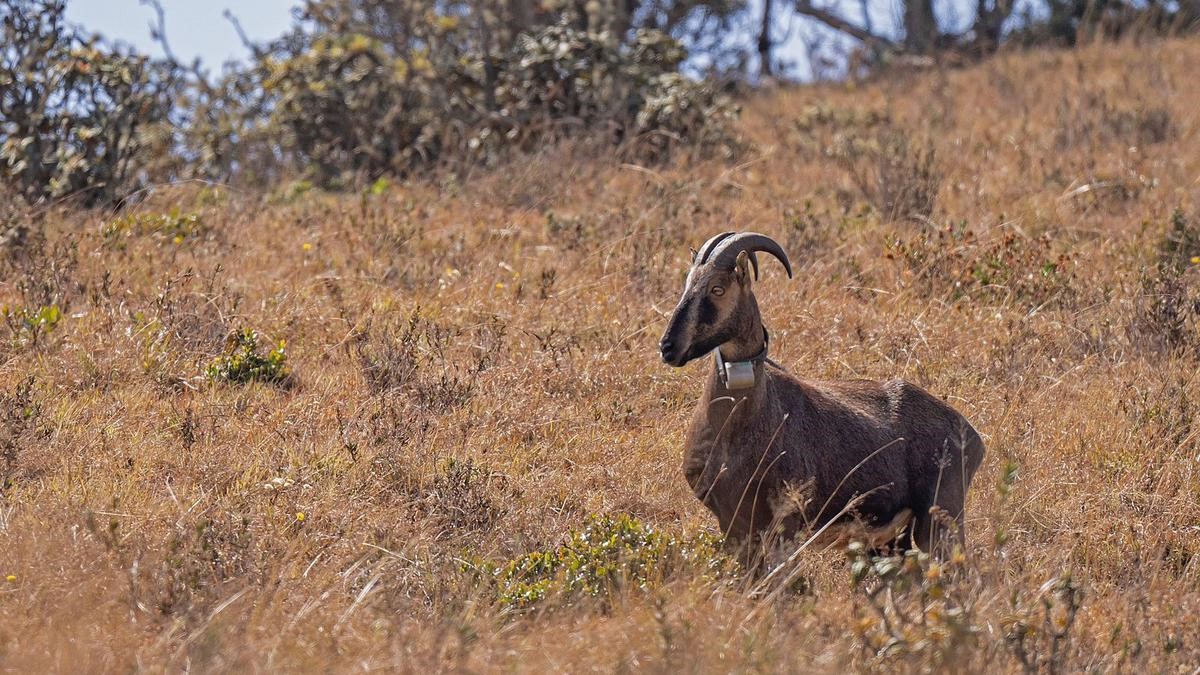 Project Nilgiri Tahr